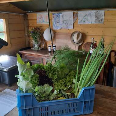 20210612_104305 -  - Pluktuin